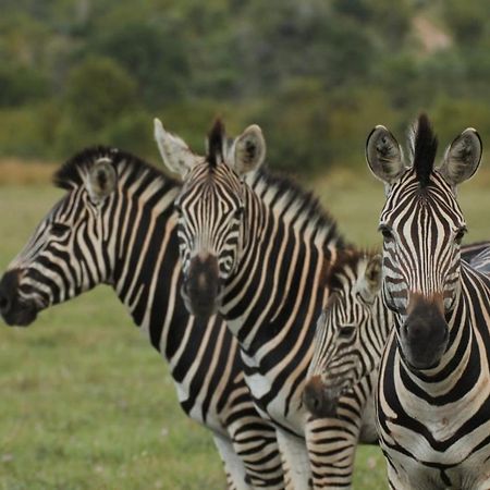 Idube Game Reserve Sabi-Sand-Reservat Exterior foto