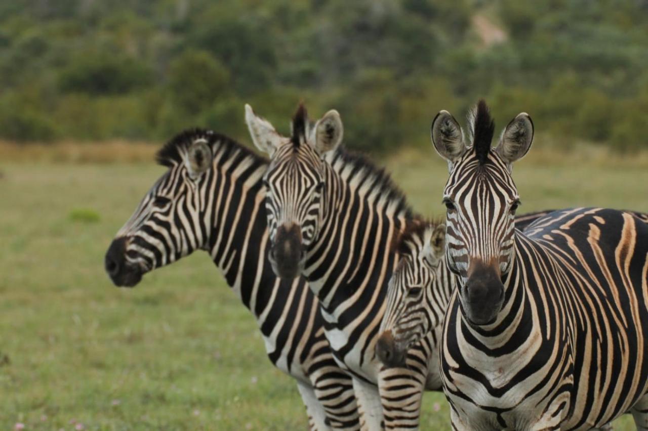 Idube Game Reserve Sabi-Sand-Reservat Exterior foto